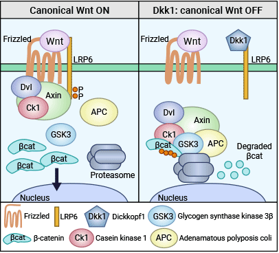 DKK1拮抗Wnt/β-catenin信號通路的調節機制