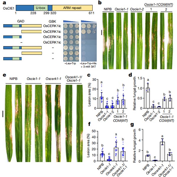 OsCIE1與OsCERK1相互作用，負調控OsCERK1介導的免疫