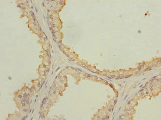 CSB-PA904948 IHC-2