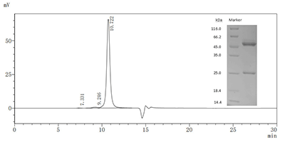 SDS-PAGE驗(yàn)證