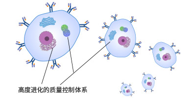 哺乳動物細(xì)胞表面展示技術(shù)